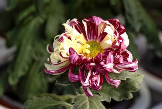 ֲ��@��Ʒ�ջ�չ